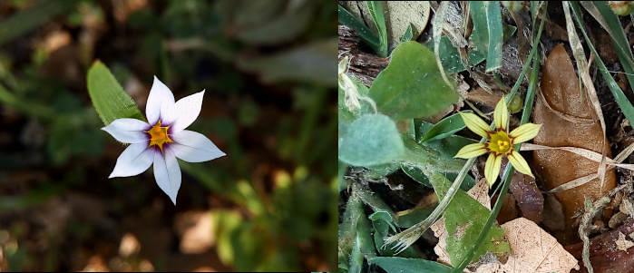 [Two images spliced together. The image on the left is a top-front view of a six-petaled white flower. The center of the flower is yellow with the outer part of ringed with purple. There is some purple extending as a line in the middle of the petal. The image on the right is a top-down image of one bloom with six yellow petals. Its center is also yellow and is ringed with purple and extending in a line down the center of the petal. ]